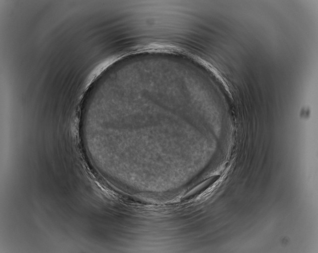 X0000099501066200806121410