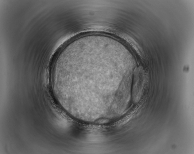 X0000099501069200806121410