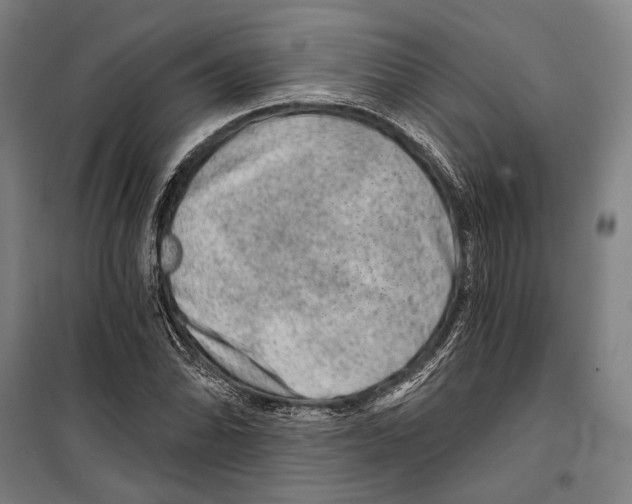 X0000099501070200806121410