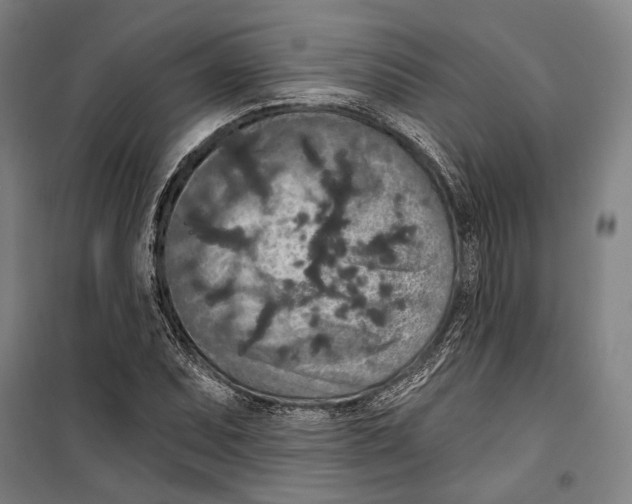 X0000099501071200806121410