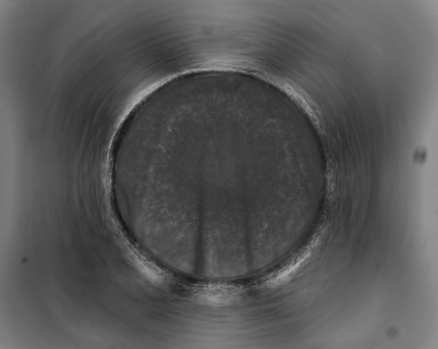 X0000099501077200806121410