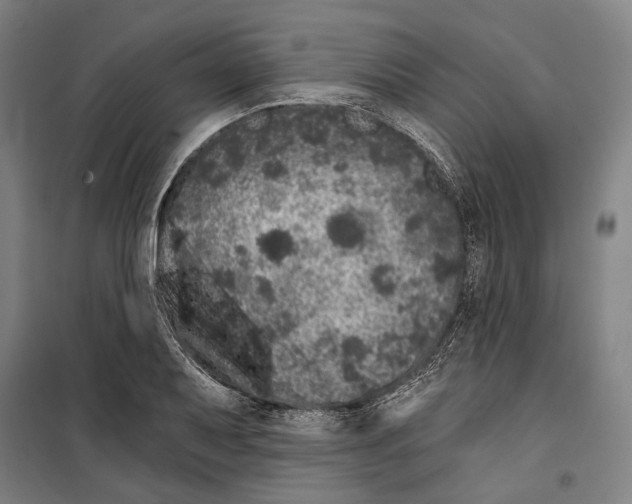 X0000099501079200806121410