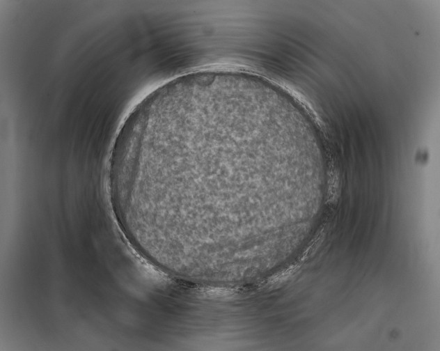 X0000099501086200806121410