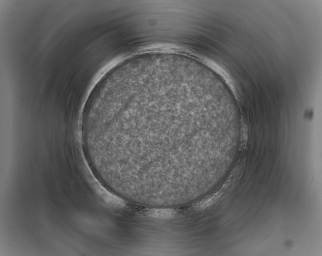 X0000099501090200806121410