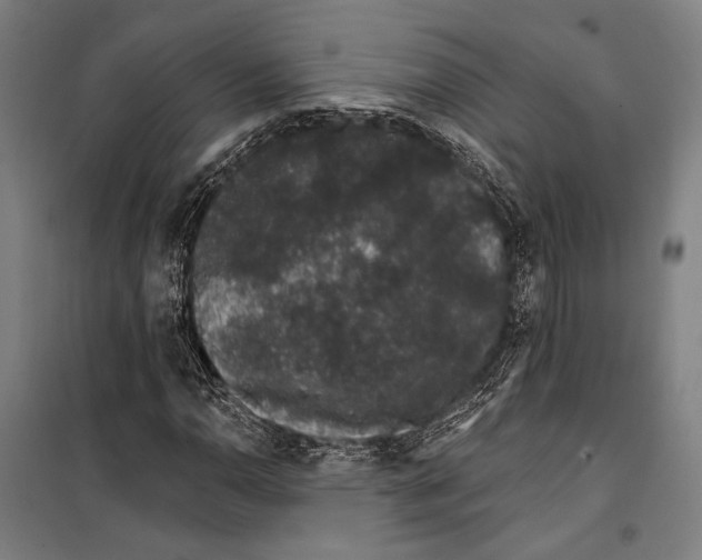 X0000099501110200806121409