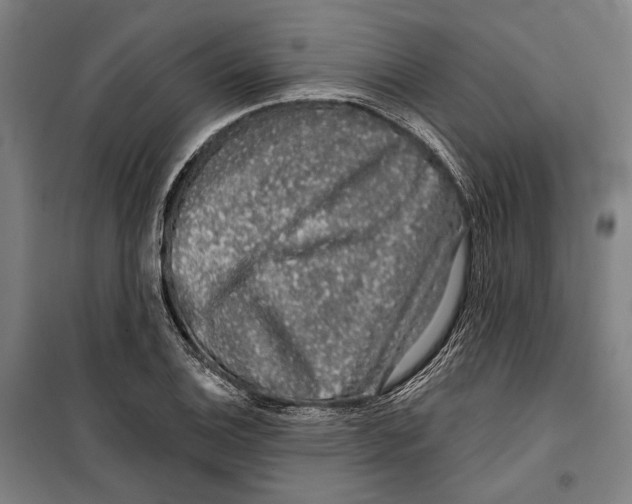 X0000099501124200806121409