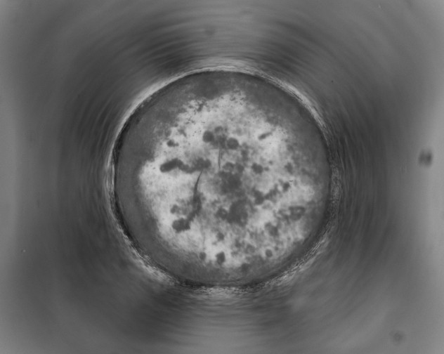 X0000099501125200806121409