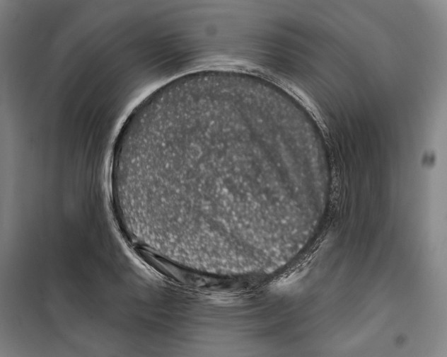 X0000099501128200806121409