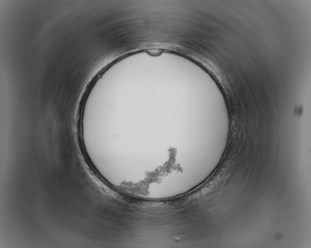 X0000099501135200806121409