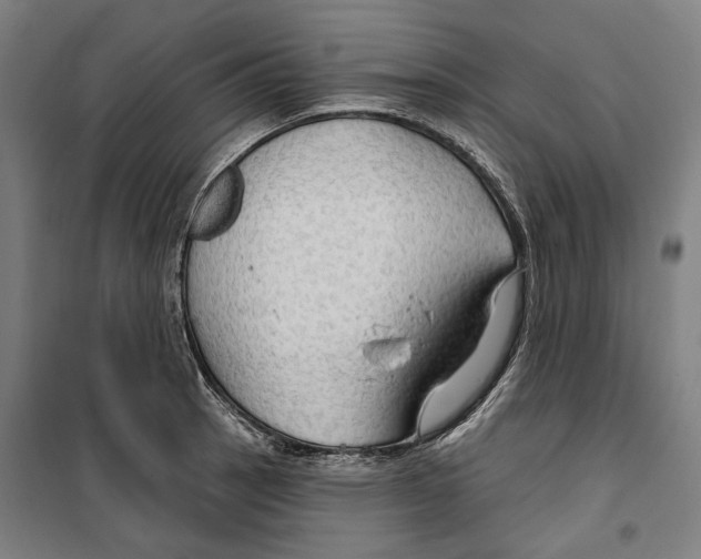 X0000099501137200806121409