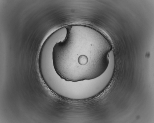 X0000099501138200806121409