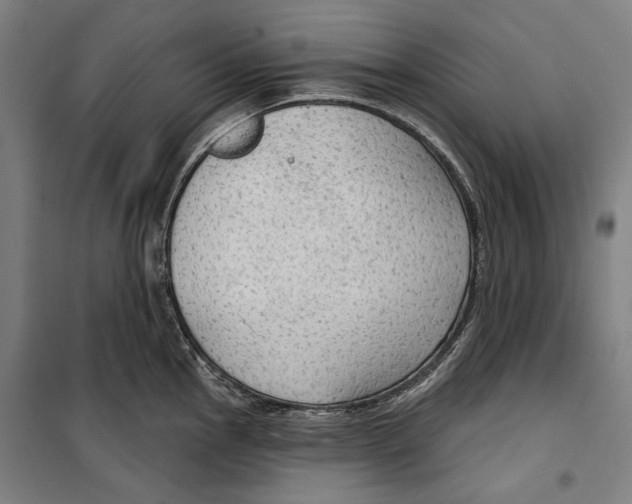 X0000099501145200806121409