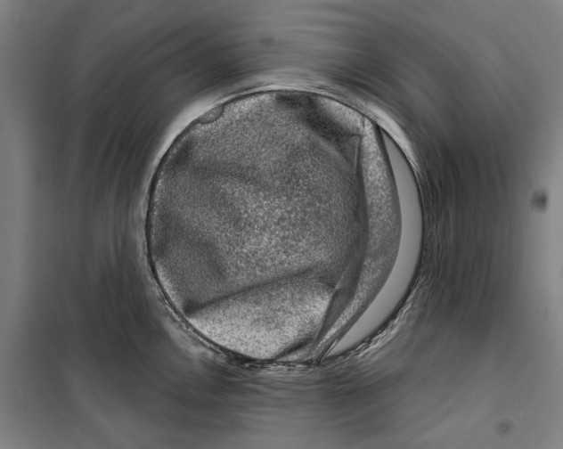 X0000099501146200806121409