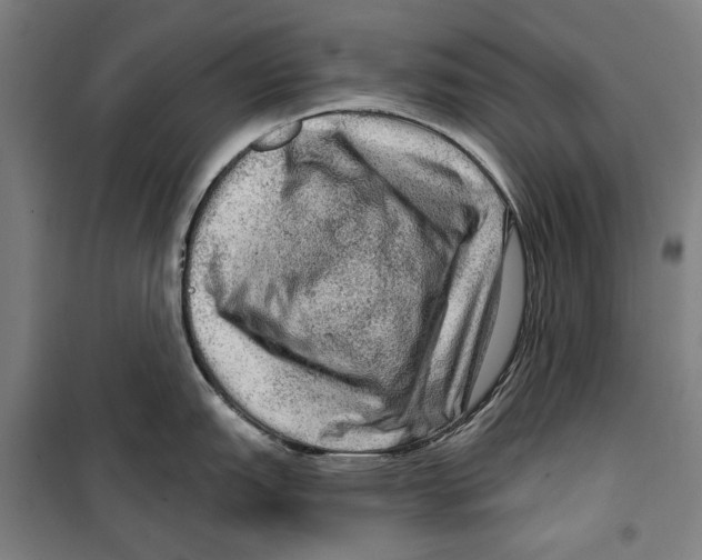 X0000099501151200806121409