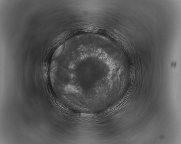 X0000099501154200806121409