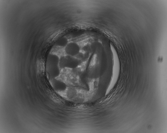 X0000099501155200806121409