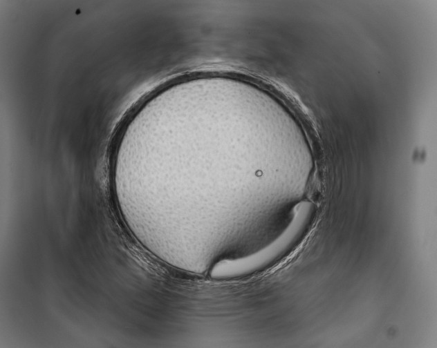 X0000099501167200806121408