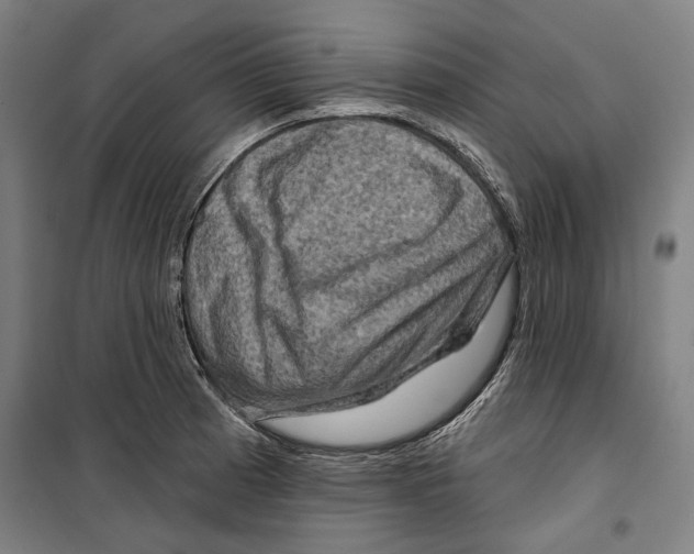 X0000099501185200806121408