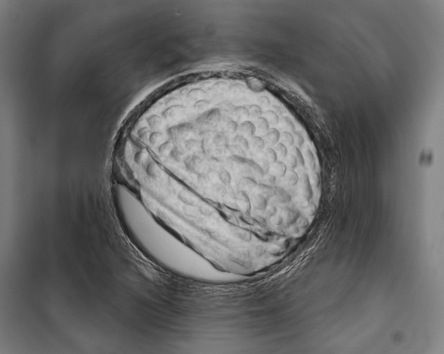 X0000099501216200806121407