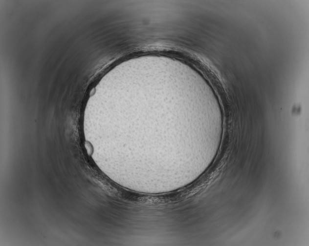 X0000099501217200806121408