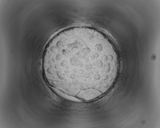 X0000099501220200806121408