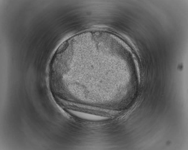 X0000099501235200806121408