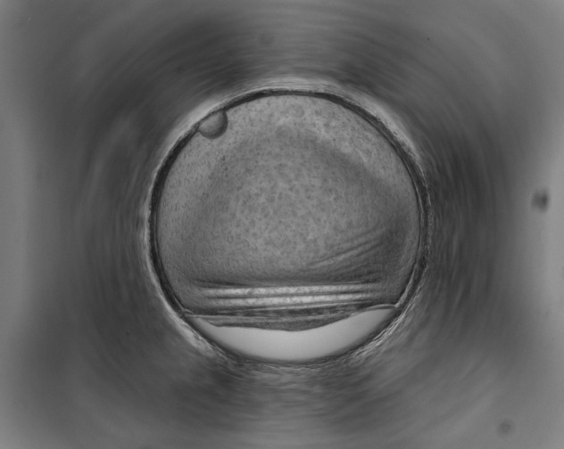 X0000099501237200806121408