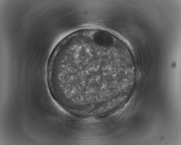 X0000099501239200806121408