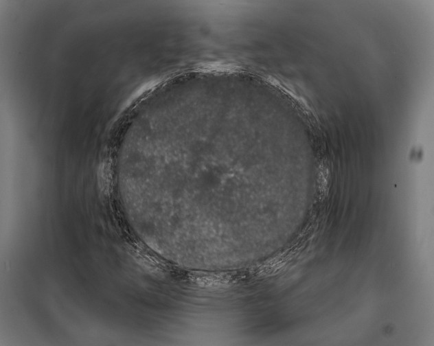 X0000099501254200806121407