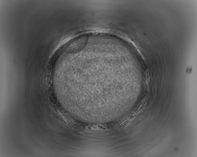 X0000099501255200806121407