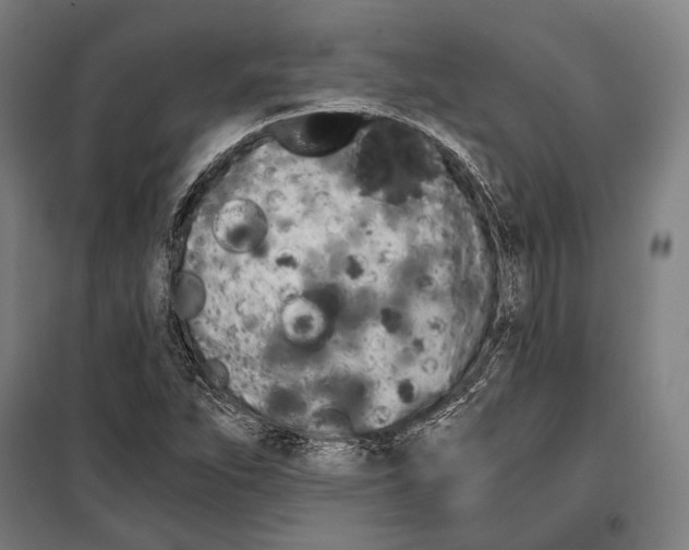 X0000099501263200806121407