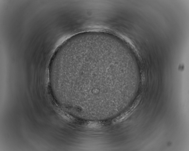 X0000099501267200806121407