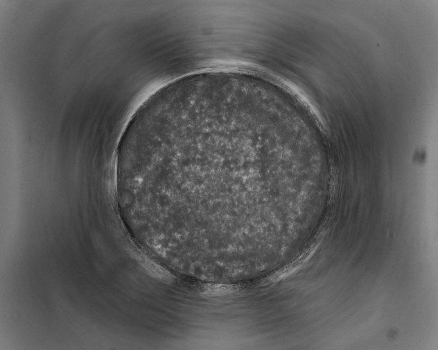 X0000099501275200806121407