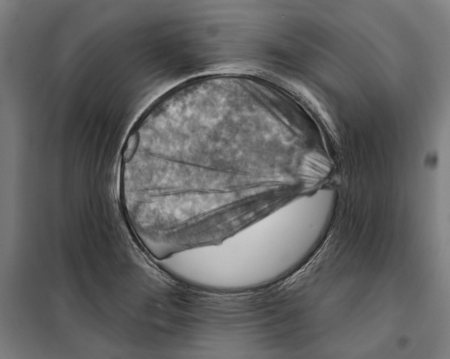 X0000099501276200806121407