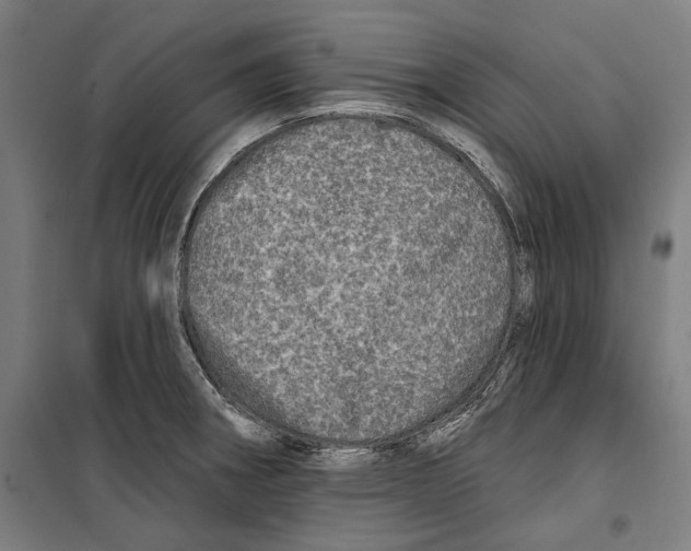 X0000099501282200806121407