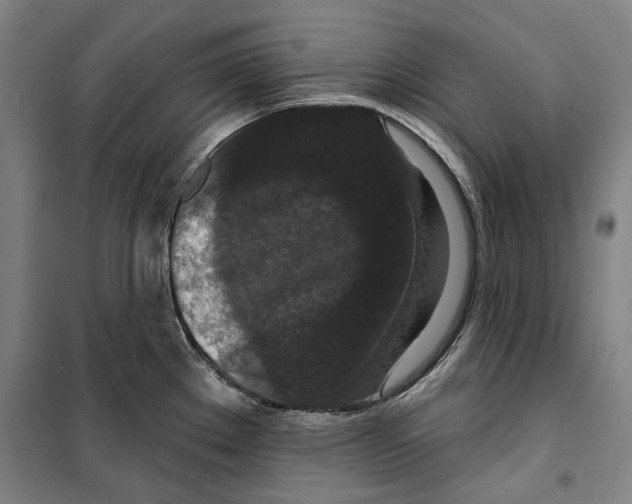 X0000099501289200806121407