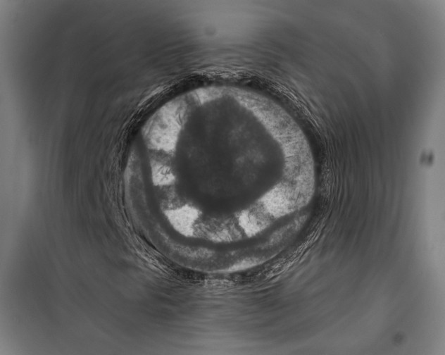 X0000099501297200806121406