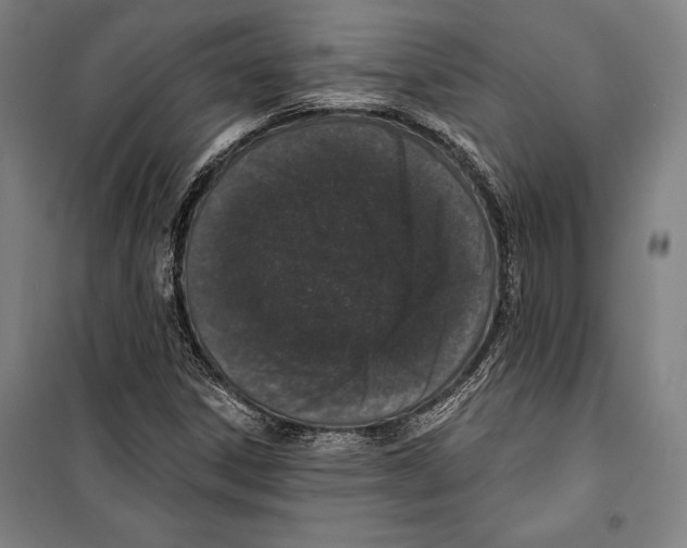 X0000099501306200806121406