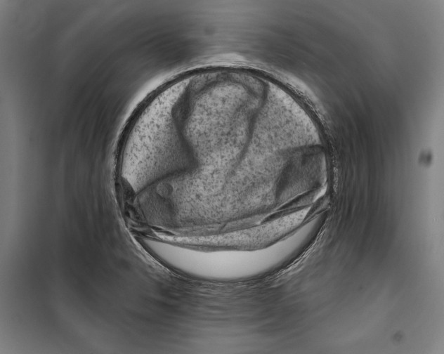 X0000099501326200806121406