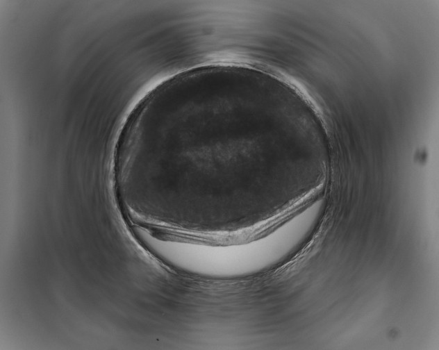 X0000099501331200806121406