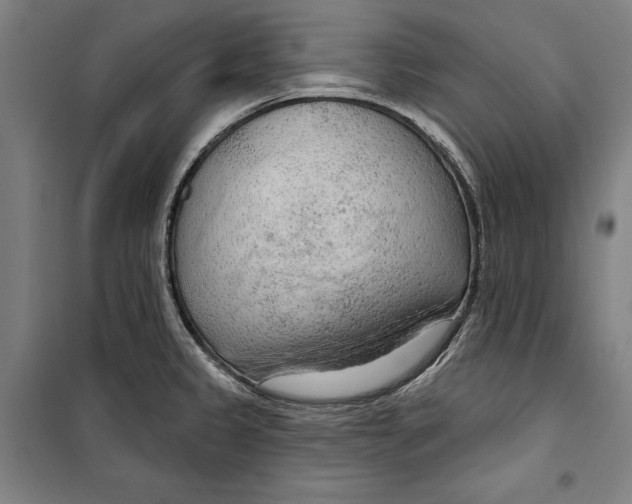 X0000099501333200806121406