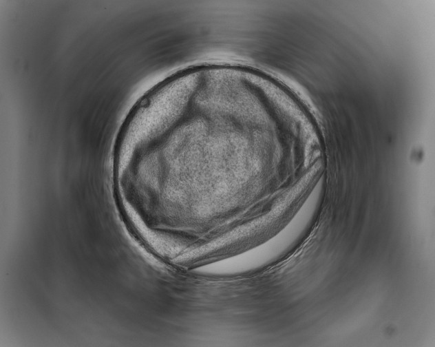 X0000099501335200806121406