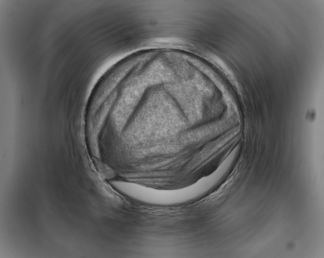 X0000099501336200806121406