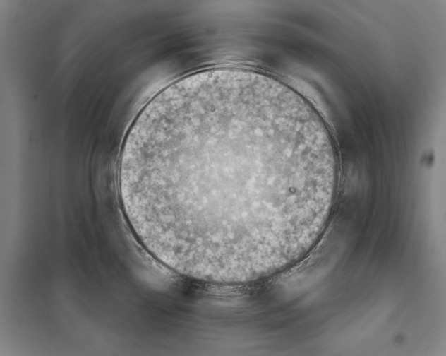 X0000099501338200806121406