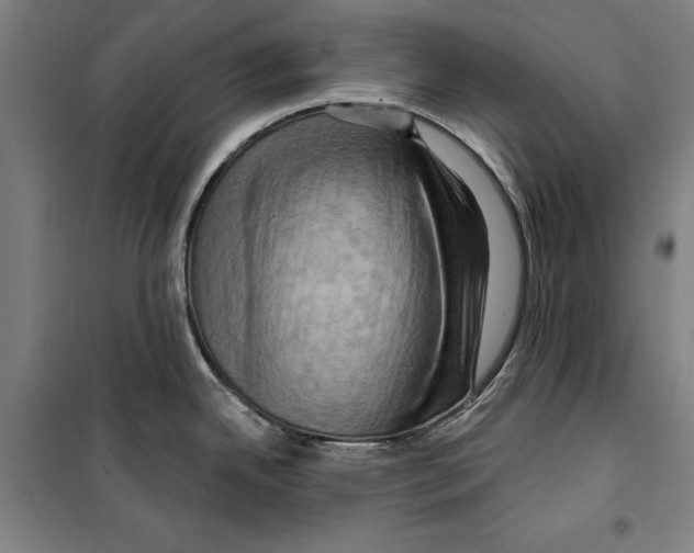 X0000099501342200806121406