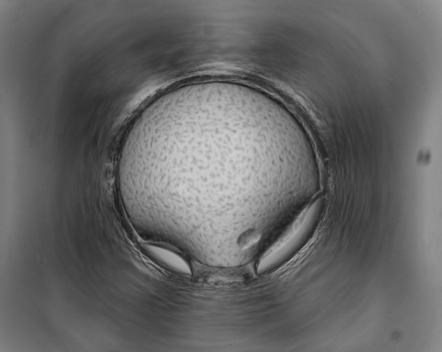 X0000099501355200806121406