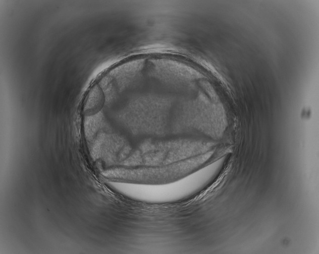 X0000099501358200806121405