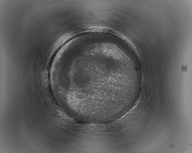 X0000099501362200806121405