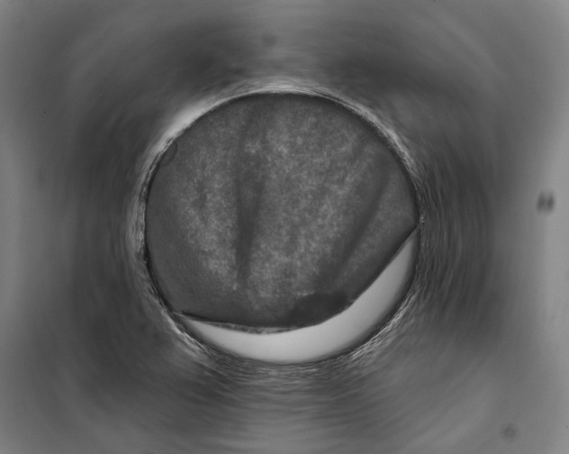 X0000099501367200806121405