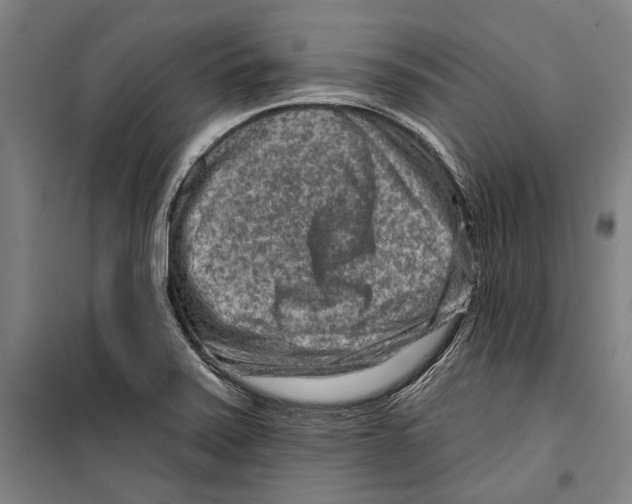 X0000099501371200806121405